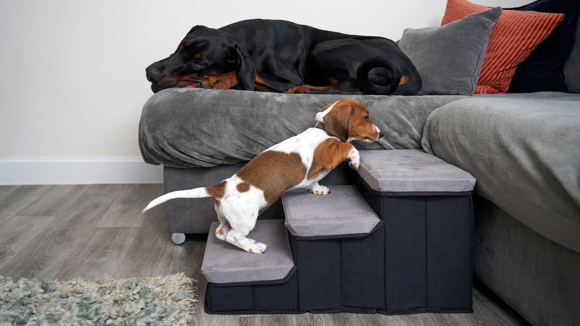 20221013_001_1920x1080 A miniature Dachsund puppy uses steps to get up on the couch with a Black Labrador