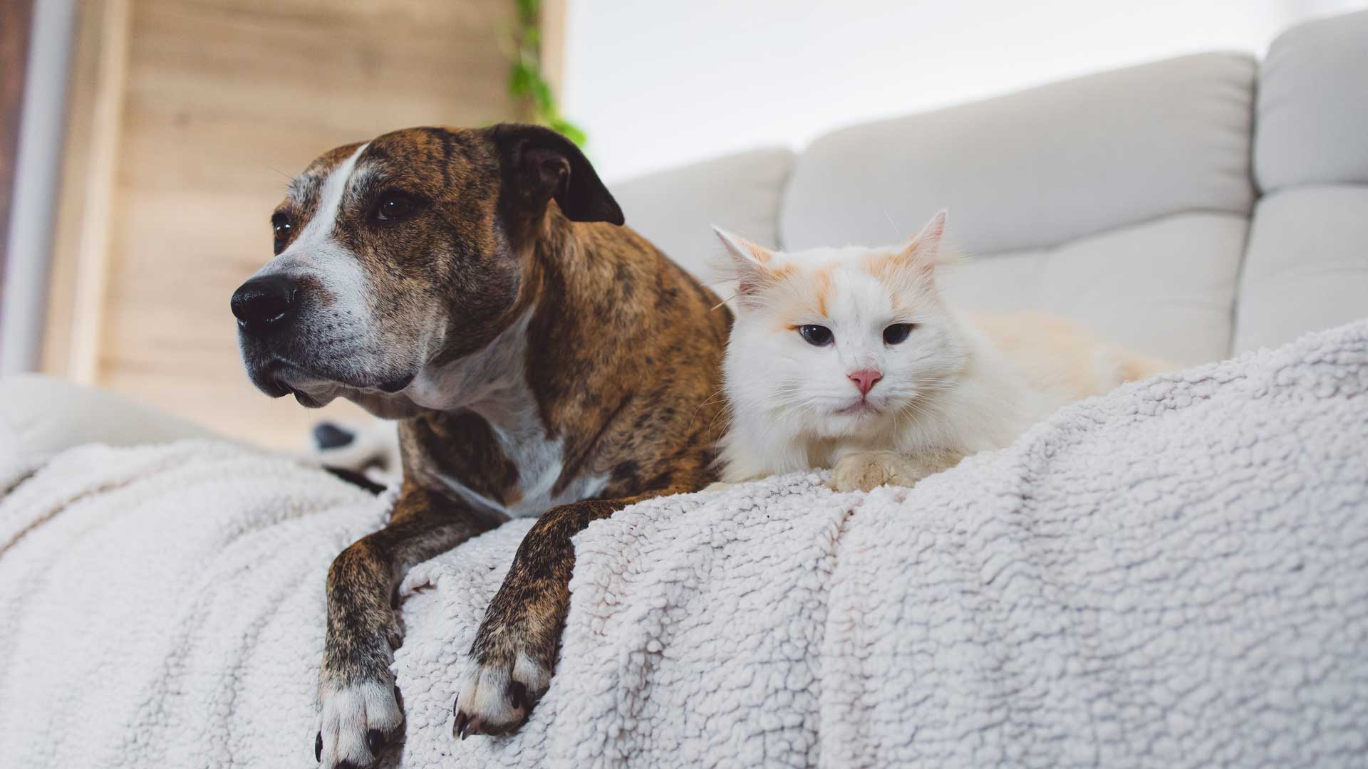 20231205_001_1920x1080 A brown dog and white cat relax together on the sofa