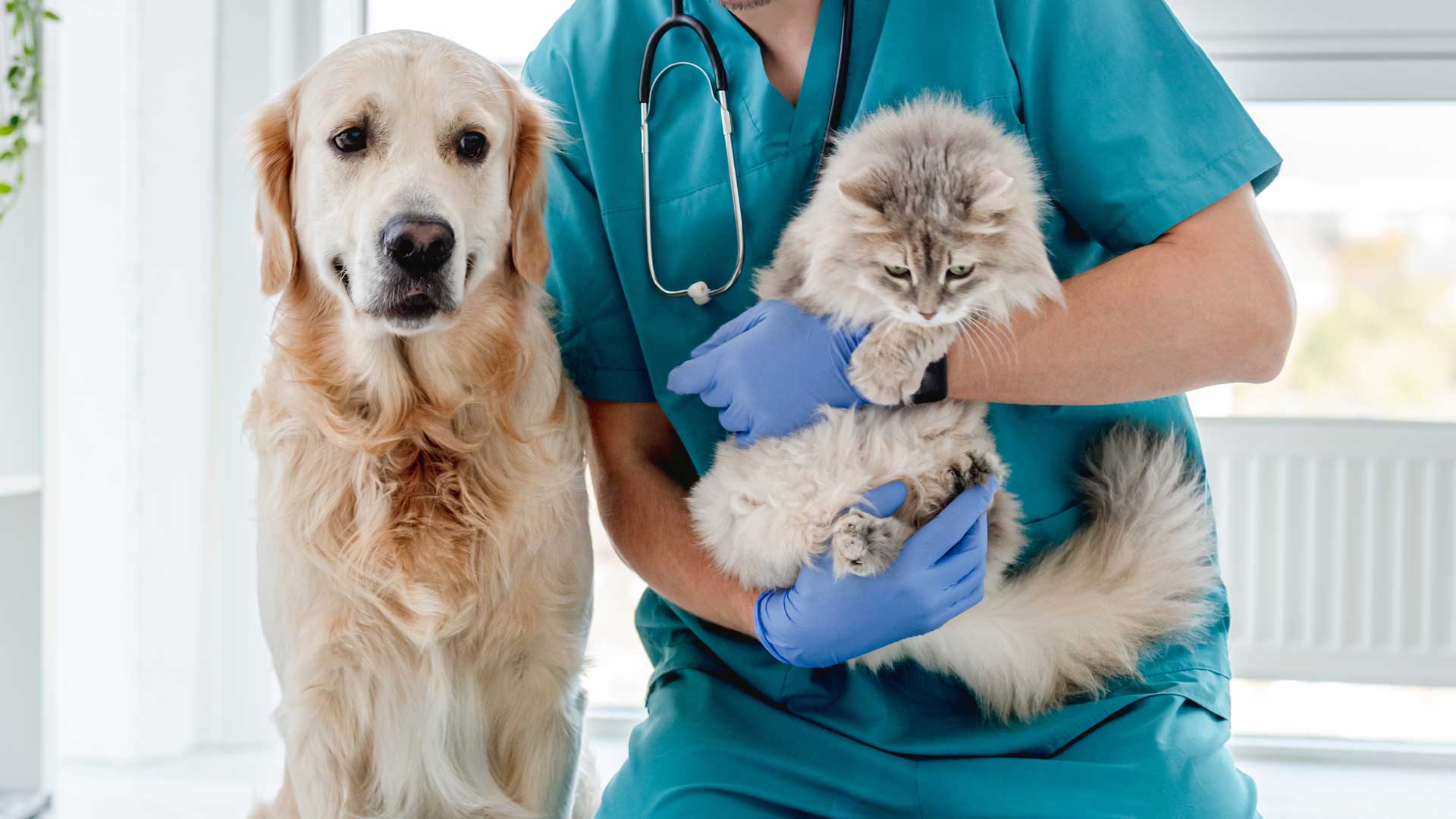 20201107_001_1920x1080 A vet holds a young grey cat while a Golden Retriever looks on