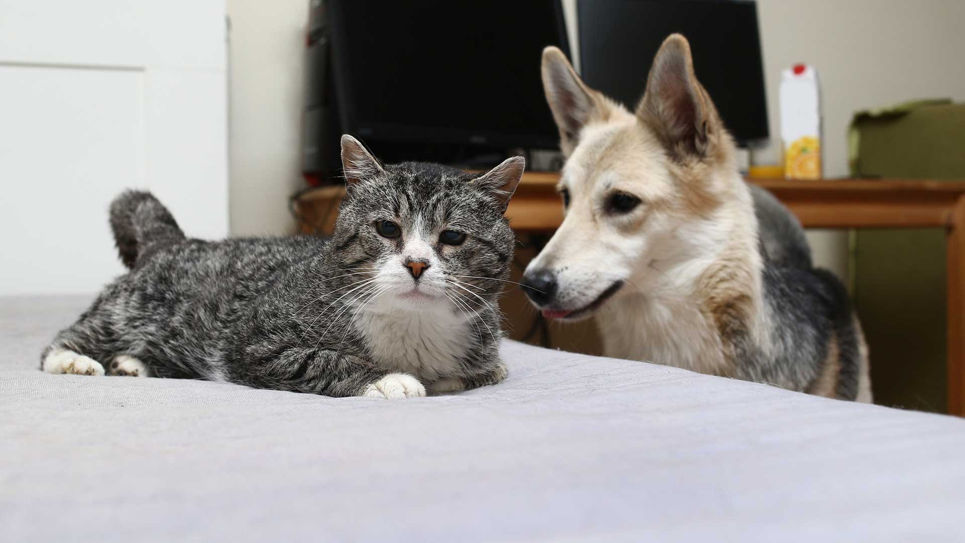 A senior gray Tabby cat and a German Shepherd relaxing at home
