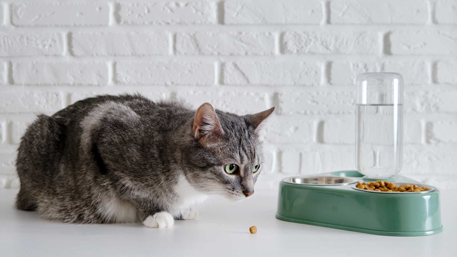 A gray and white cat looking at its green food bowl