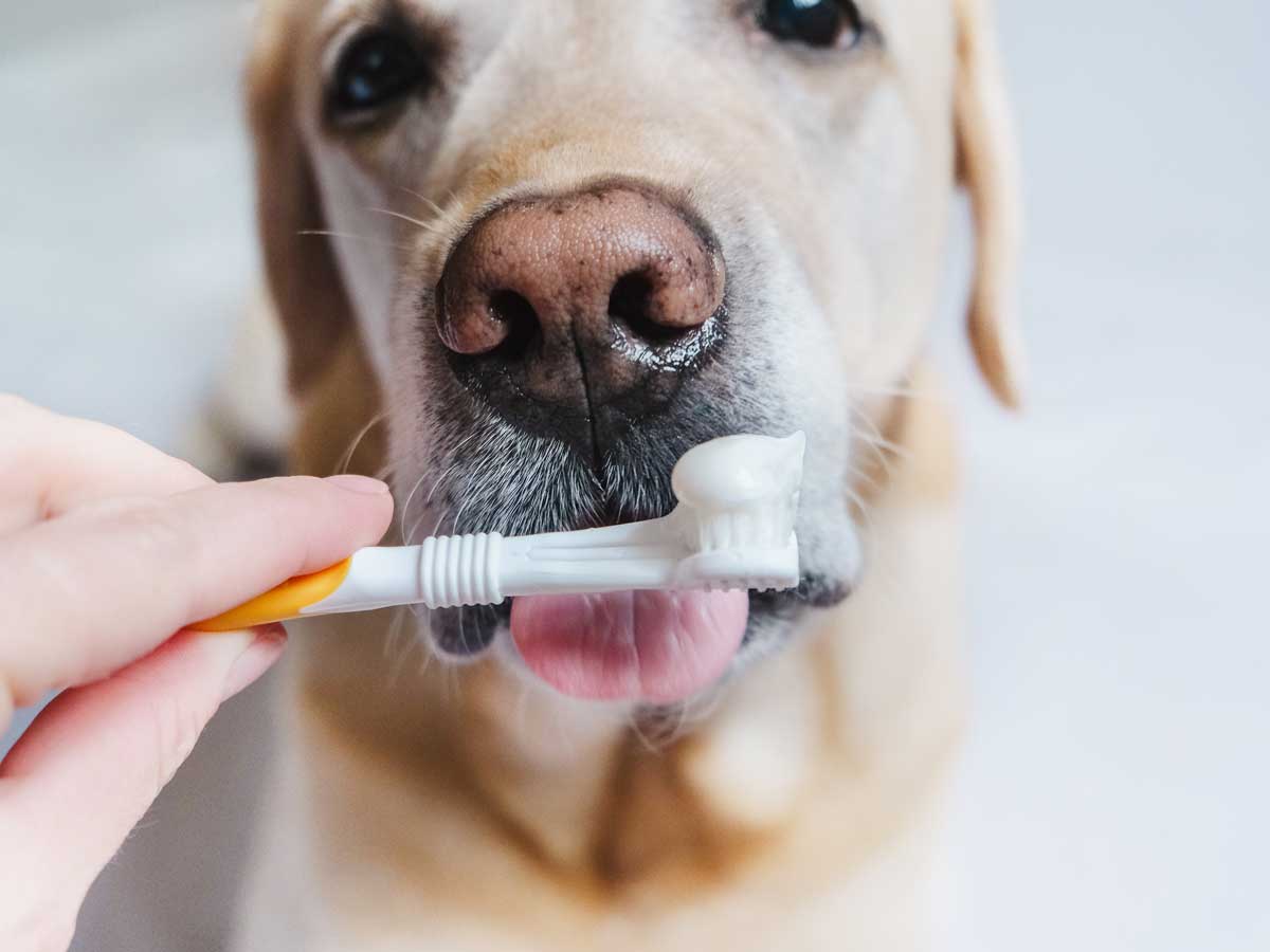 20240722_001_1200x900 A Golden Retriever prepares to get his teeth brushed