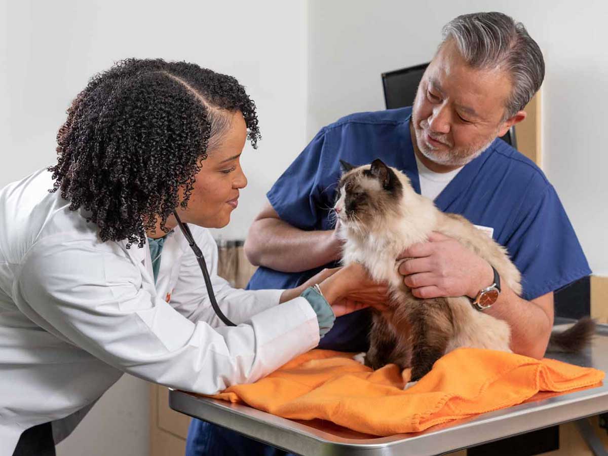 20220113_003_1200x900 Veterinarian Taneeka Bautista examines a cat with the help of a vet assistant