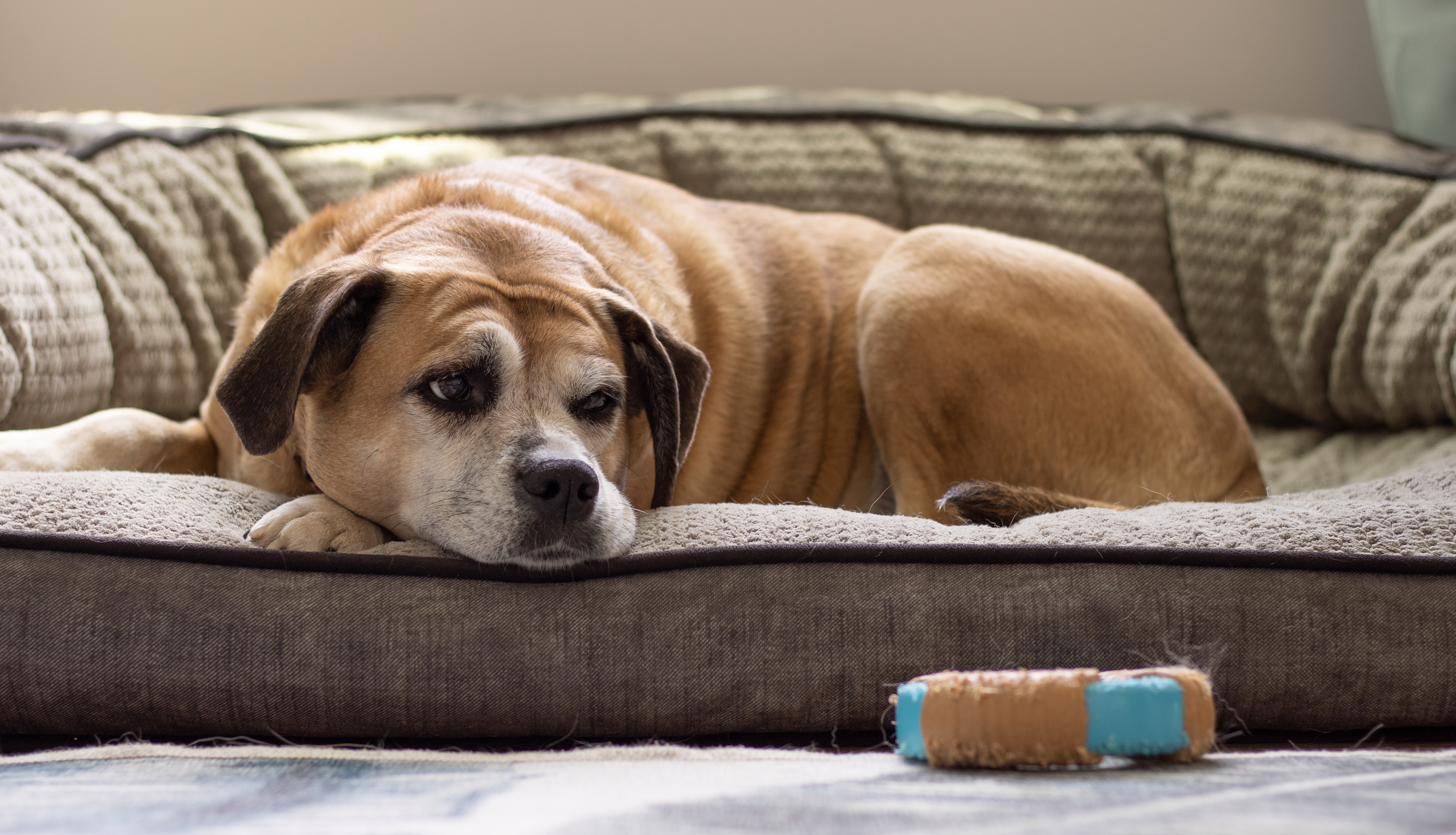 20220526_001 An older brown dog laying on the couch looking at a toy