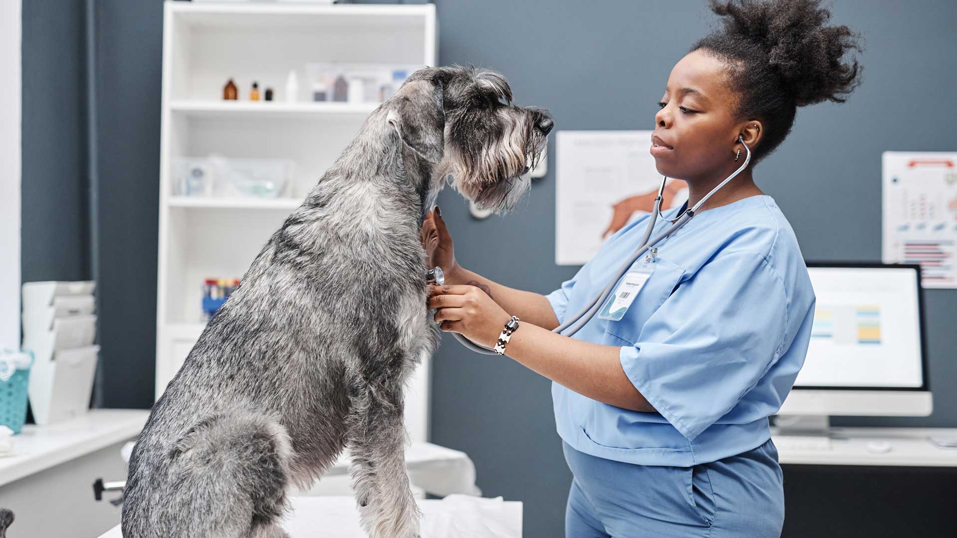 20240325_001_1920x1080 A veterinarian listens to the heartbeat of a Schnauzer in an exam room