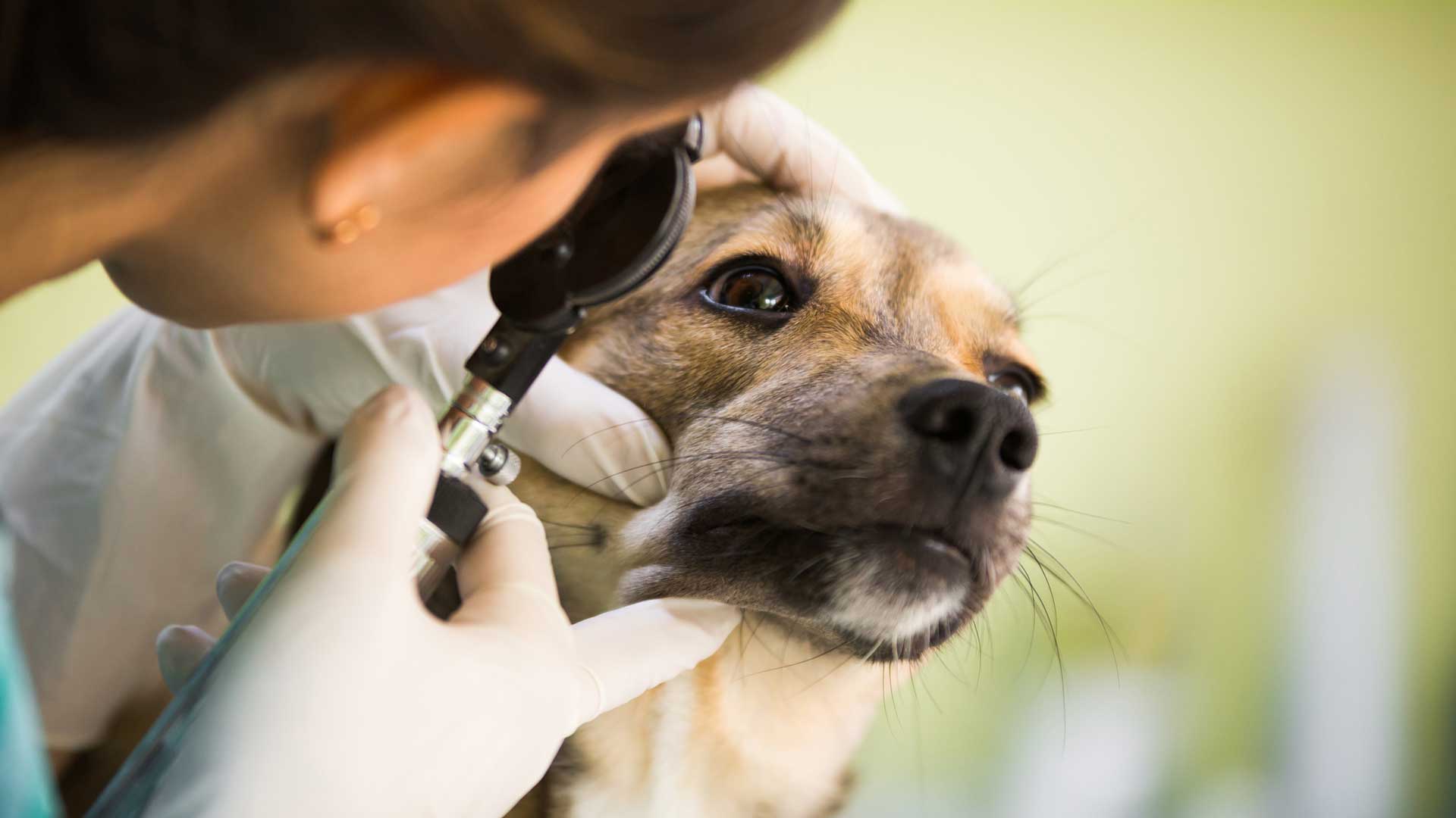 20151122_002_1920x1080 A dog has its eyes examined by a veterinarian