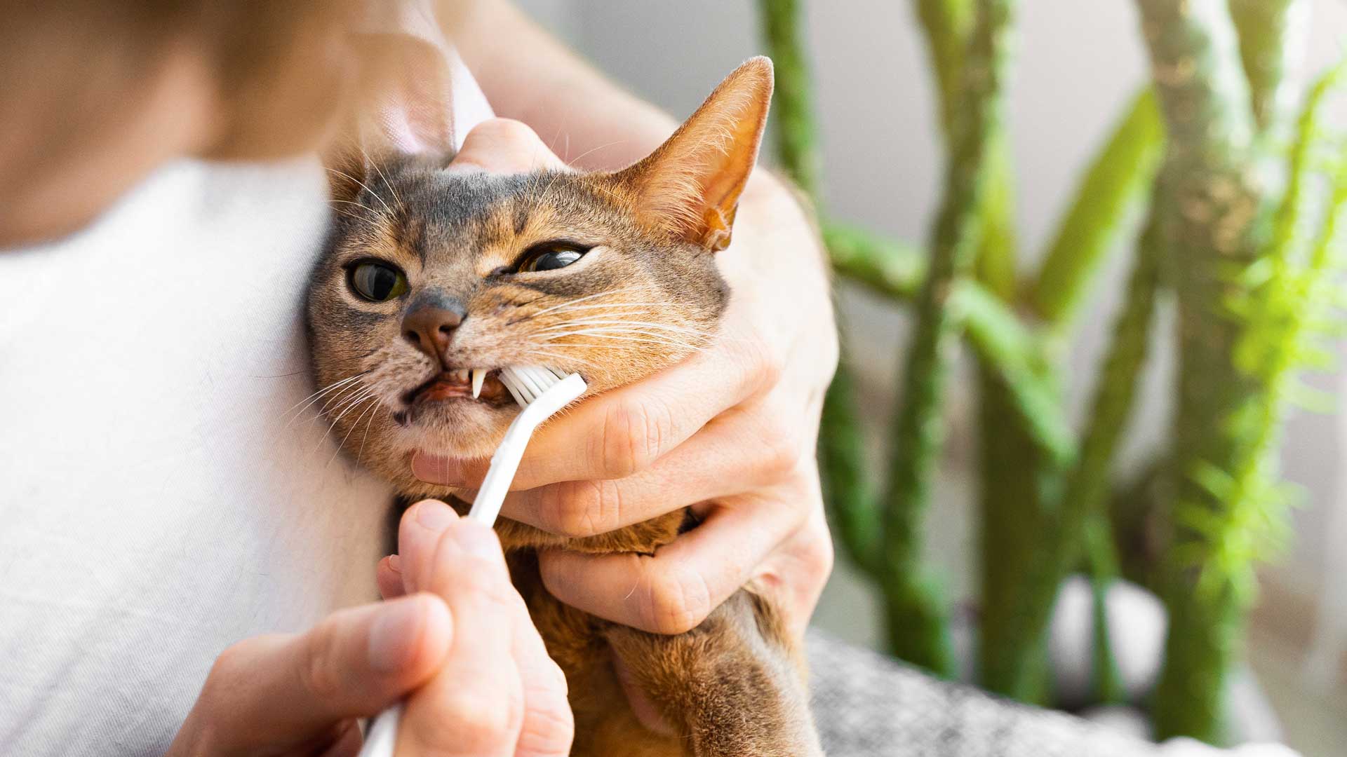 20230416_001_1920x1080 A Abyssinian cat gets its teeth brushed by their owner
