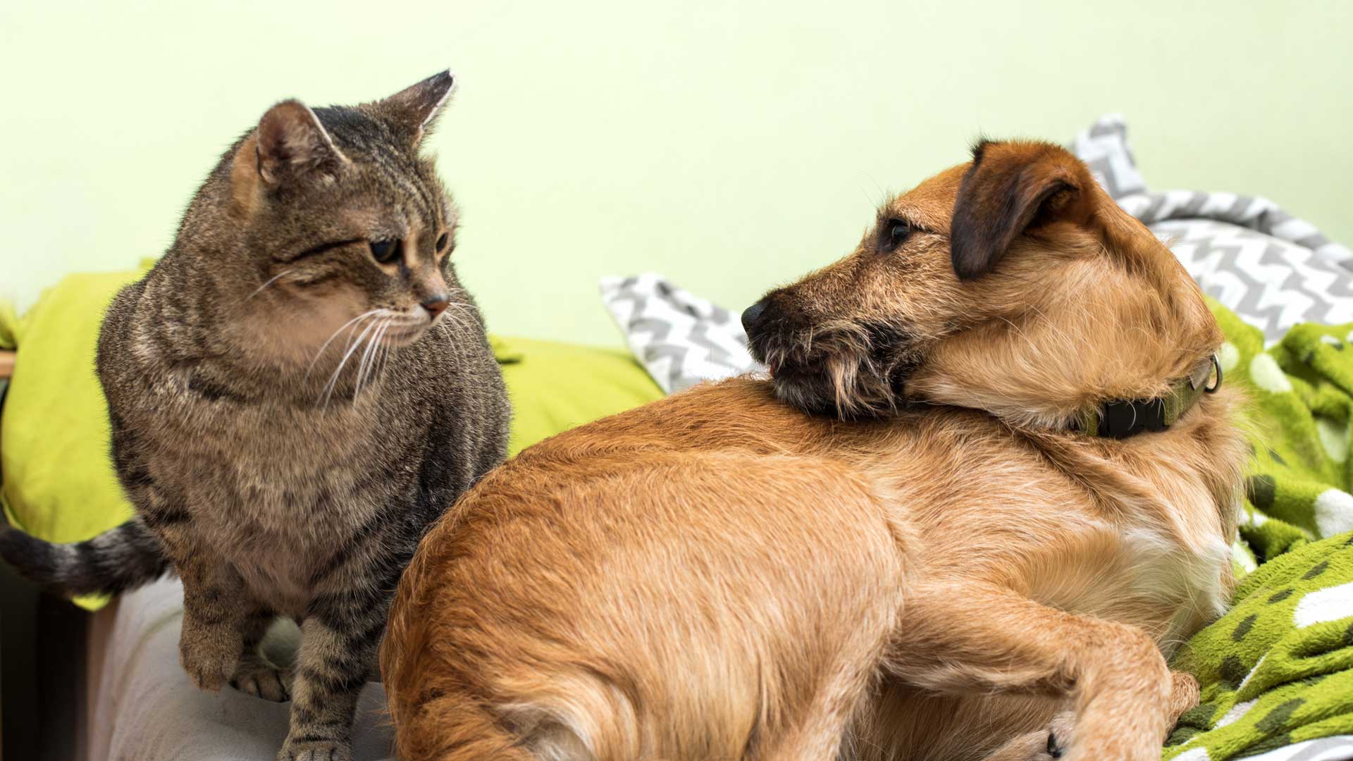 20180103_001_1920x1080 A Abyssinian cat gets its teeth brushed by their owner