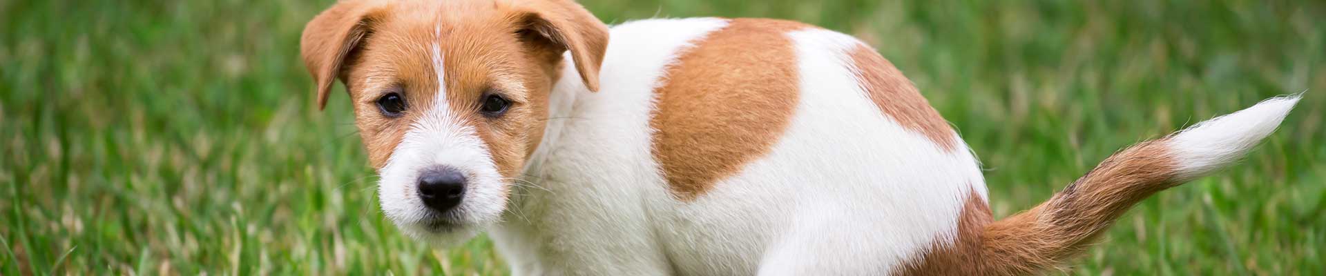 A Jack Russell Terrier puppy squatting in grass to poop