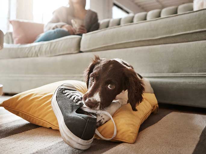 A cute brown and white puppy chewing on a black sneaker