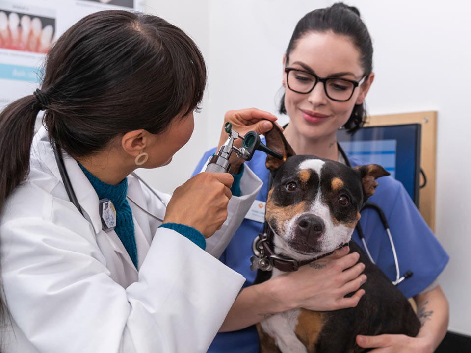 April Nguyen, DVM, with a vet tech examining a tri-colored dog