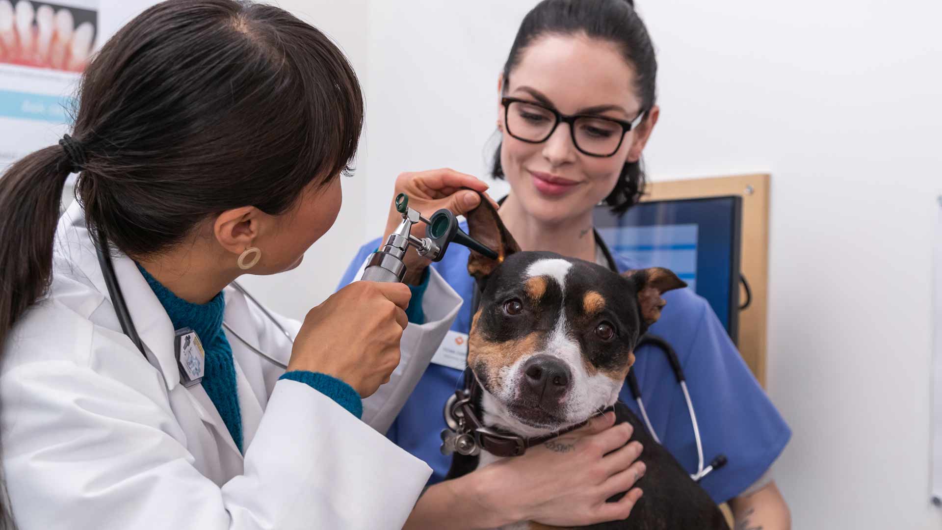 April Nguyen, DVM, with a vet tech examining a tri-colored dog
