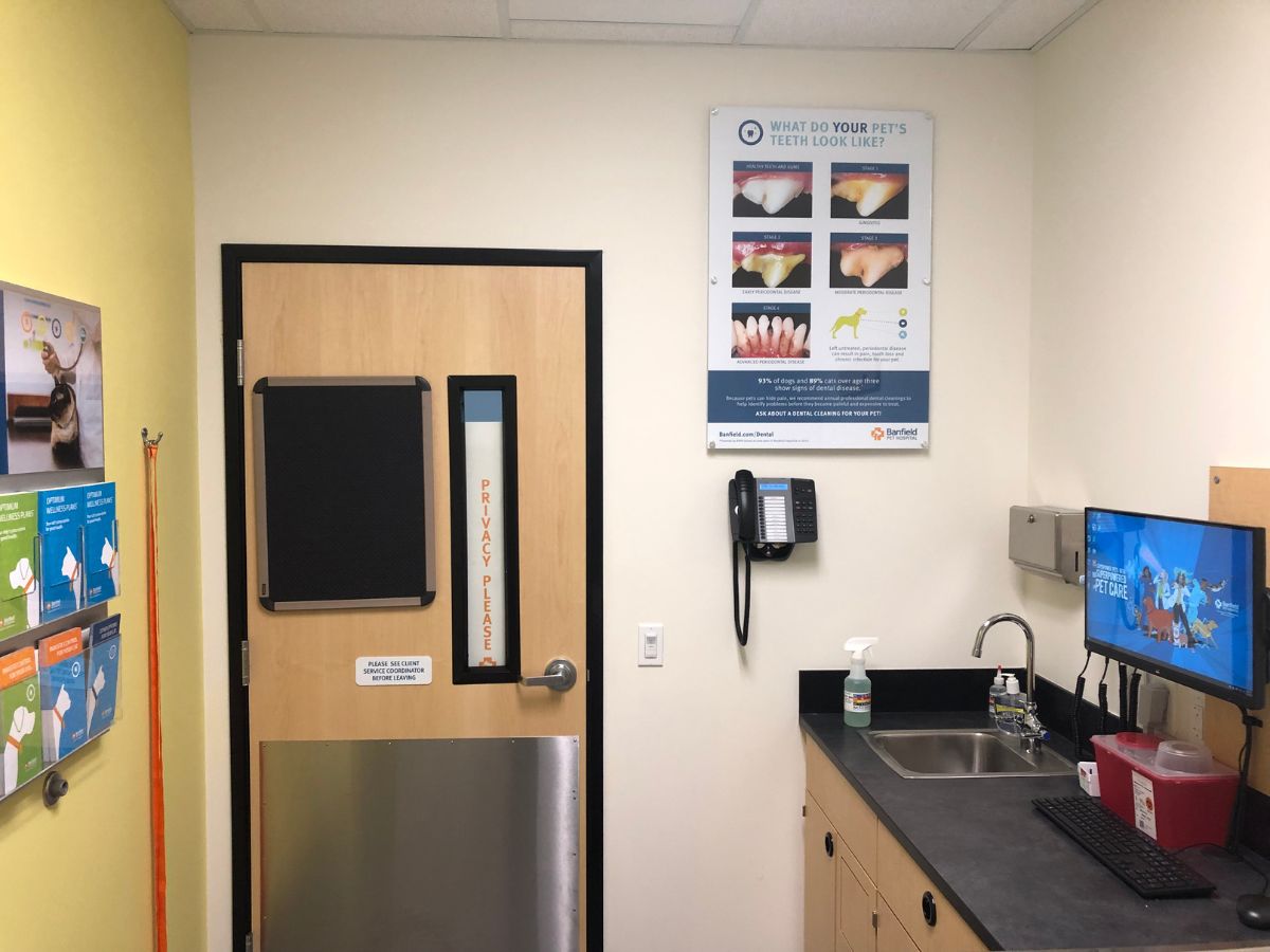 The Banfield Phoenix Biltmore exam room with table