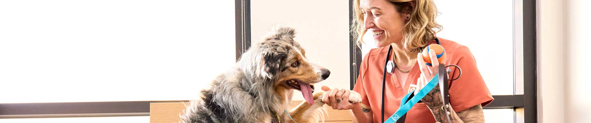 A Banfield veterinary professional shakes the paw of a fluffy grey and tan dog