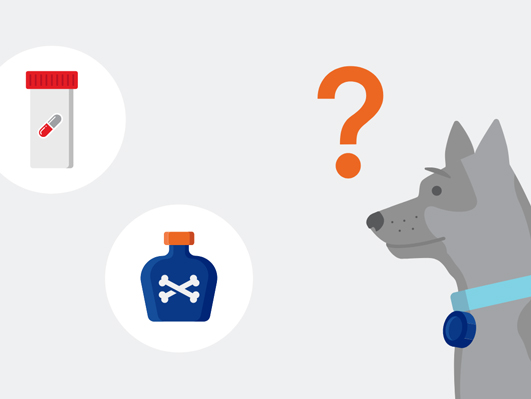 Illustration of a grey dog surrounded by items that are toxic to pets
