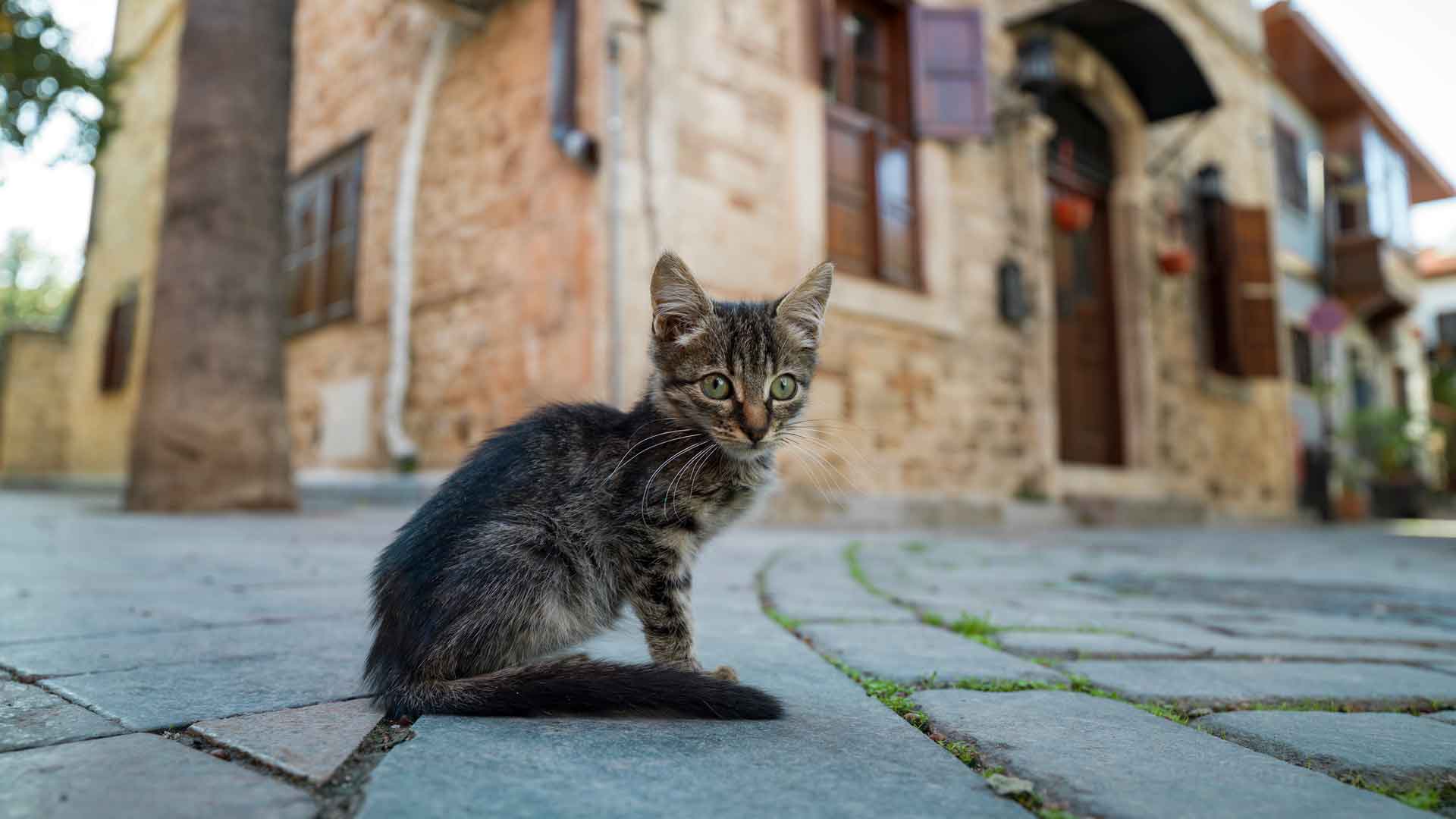 A tabby kitten sitting on a cobblestone street