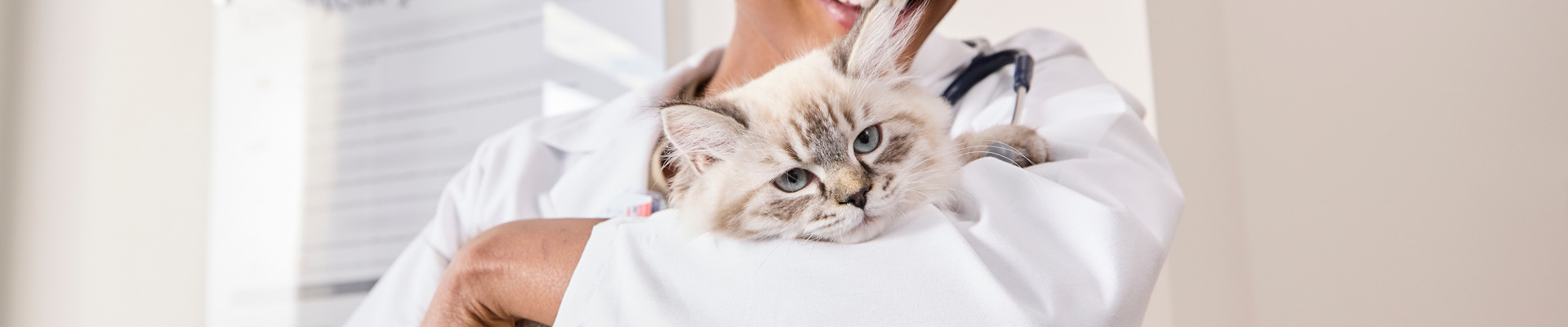 A veterinarian holds a white blue-eyed cat