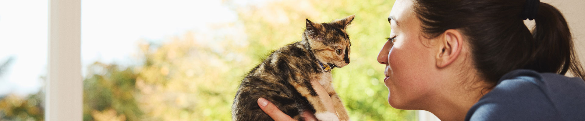 A small Calico kitten being held by their owner
