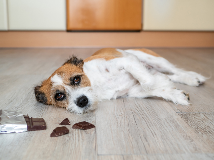 A sick dog laying next to squares of chocolate