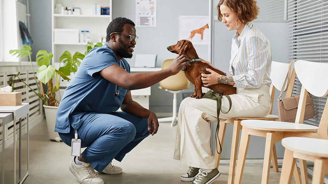 Vet is leaning down to pet a brown dachshund sitting on its owner’s lap