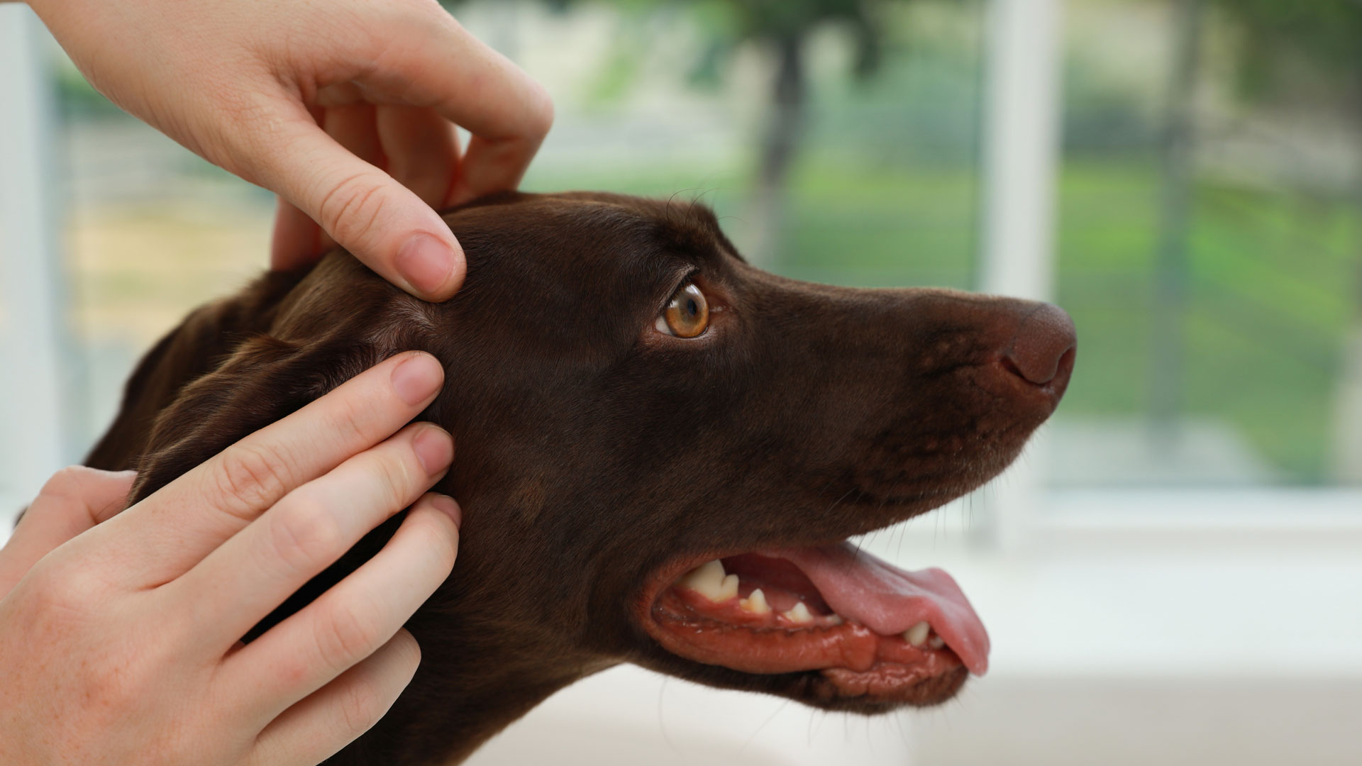 Hands checking a brown dog's ear during a pet health exam, tongue out.