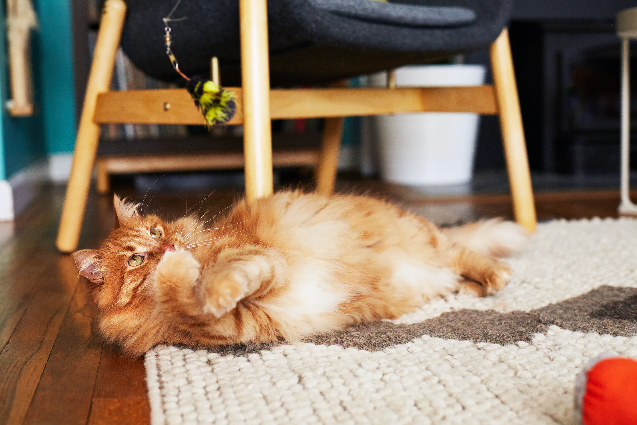 A fluffy orange cat laying on the ground and playing with a cat toy