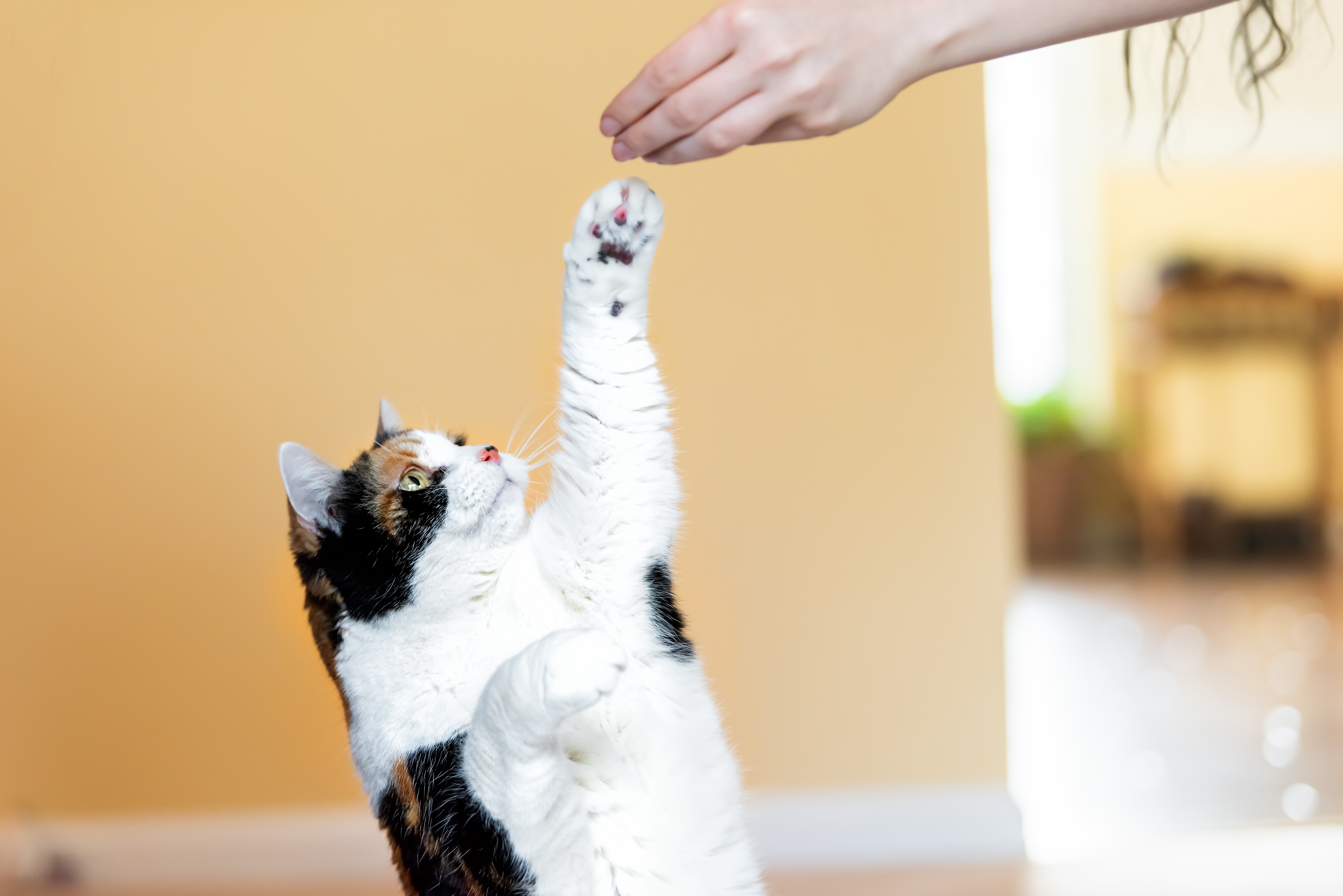 A black and white cat playing with a cat toy