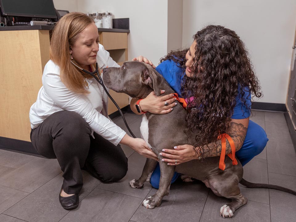 Two Banfield veterinary professionals examining a grey American bully