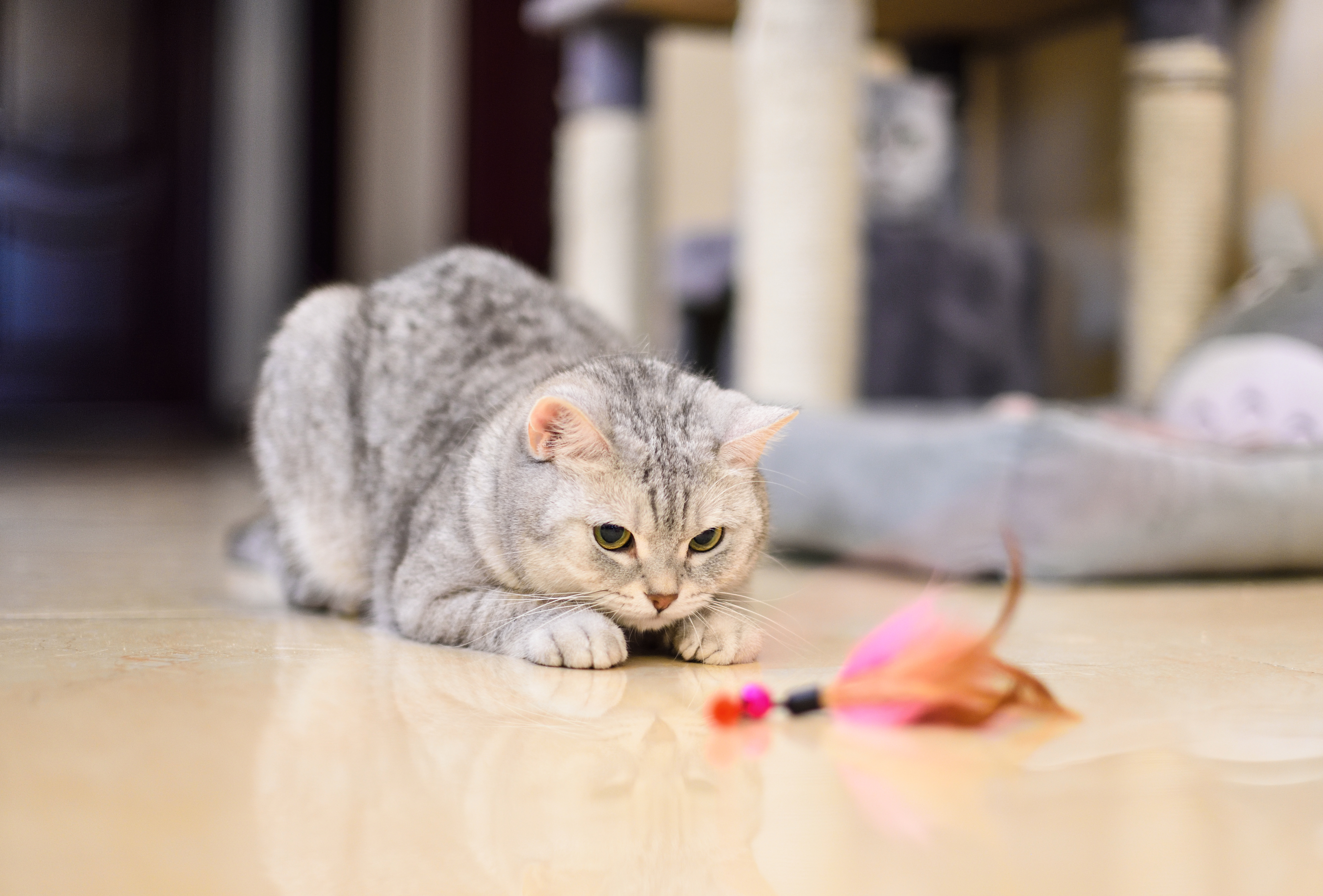 A grey cat playing with a feather cat toy