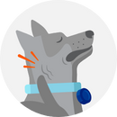 Gray dog scratching its neck, wearing a blue collar with round tag