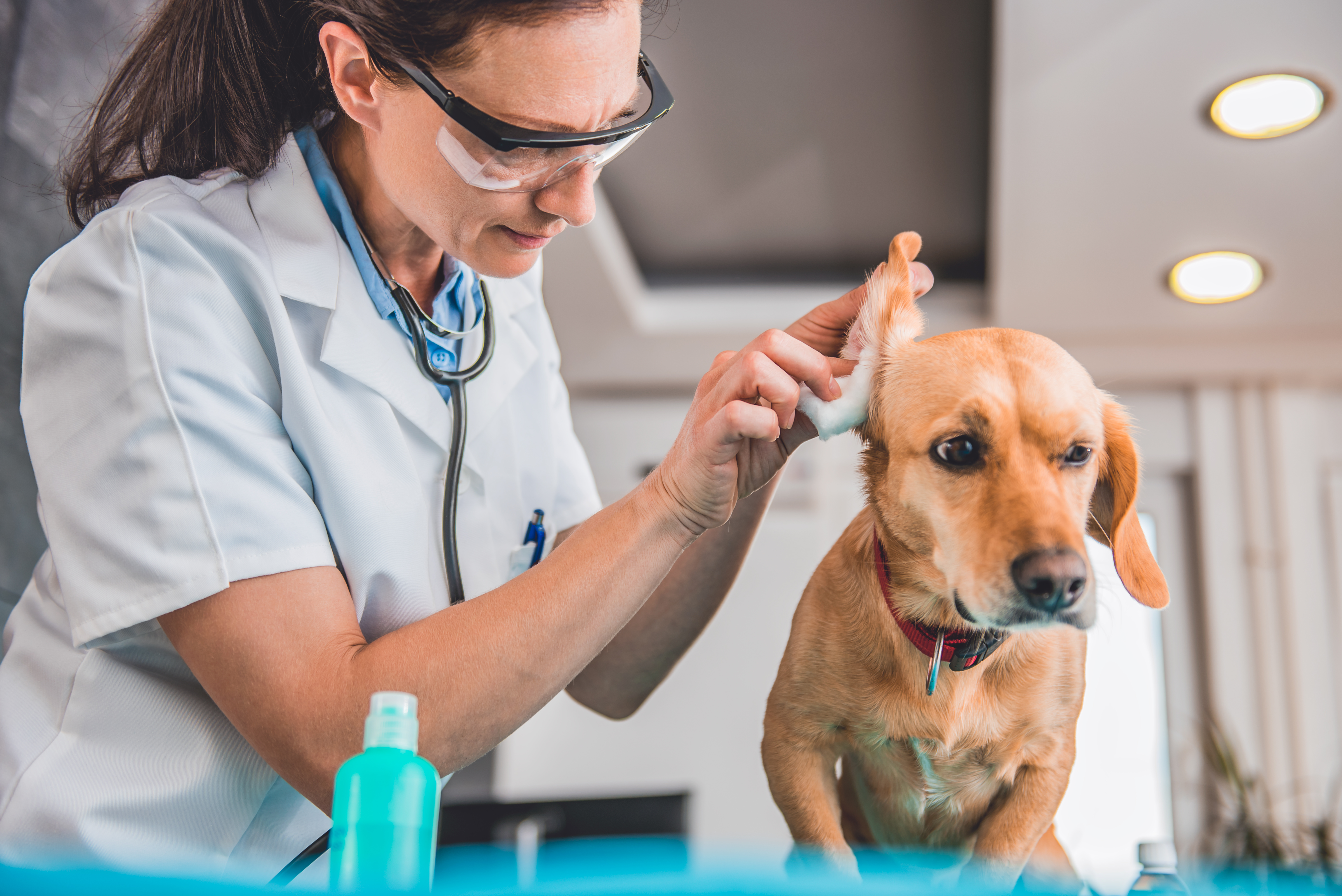 A veterinary professional cleaning a dog's ears
