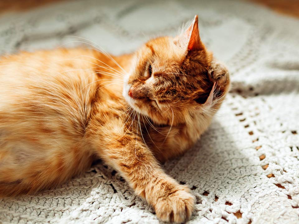 A fluffy orange cat cleaning its ear with a front paw