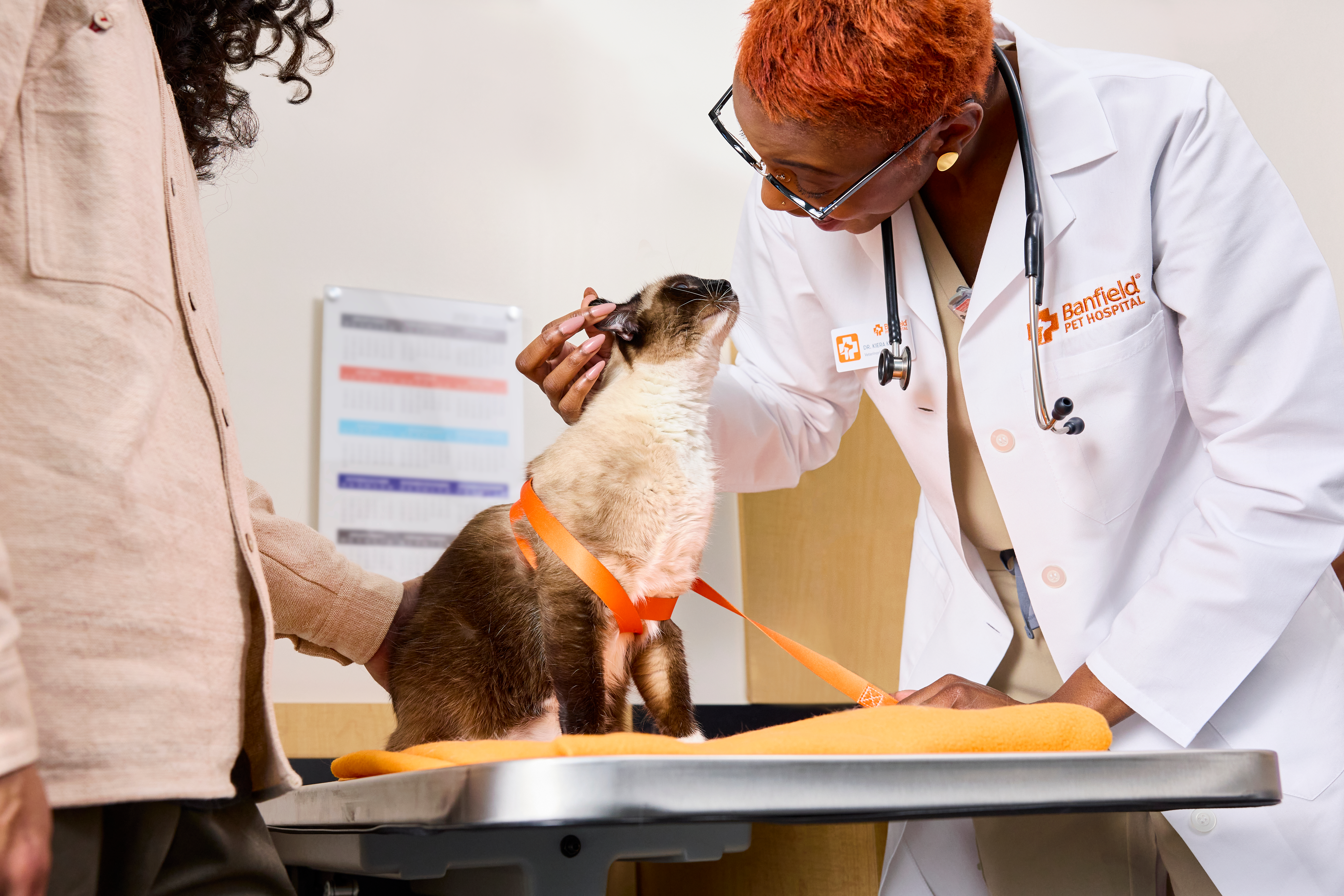 A Banfield veterinary professional greets a Siamese cat