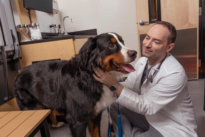 Veterinarian Kyle Farrell with a mountain dog