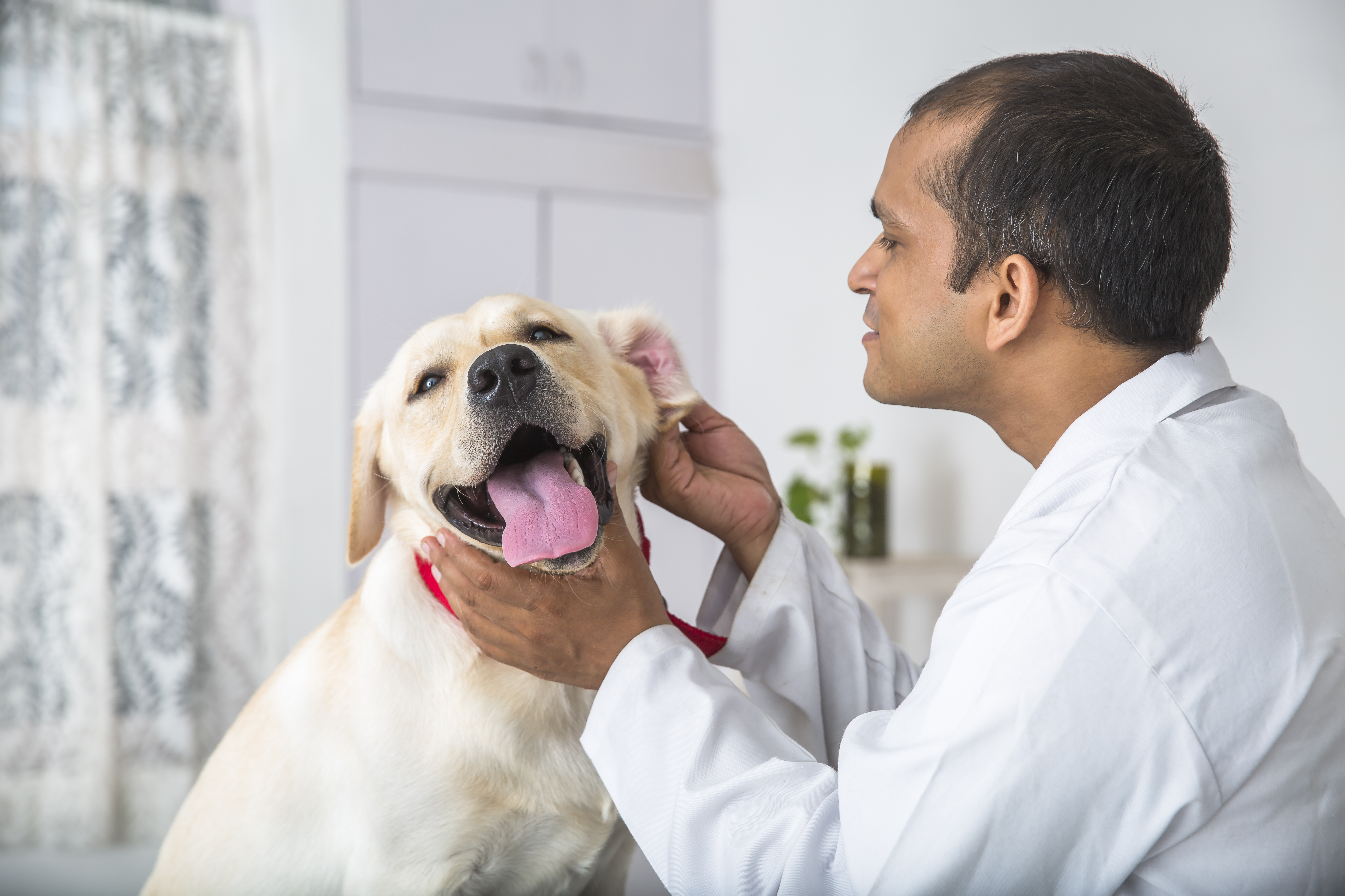 Treatment from Banfield team