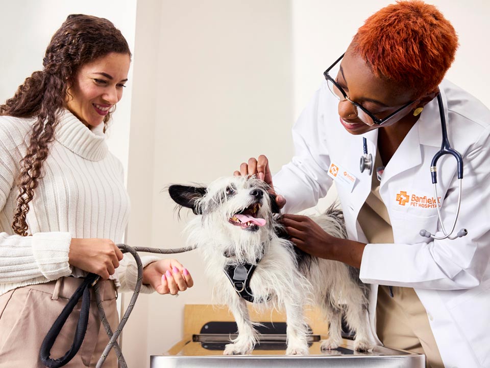 A veterinarian examines a small dog as the owner looks on