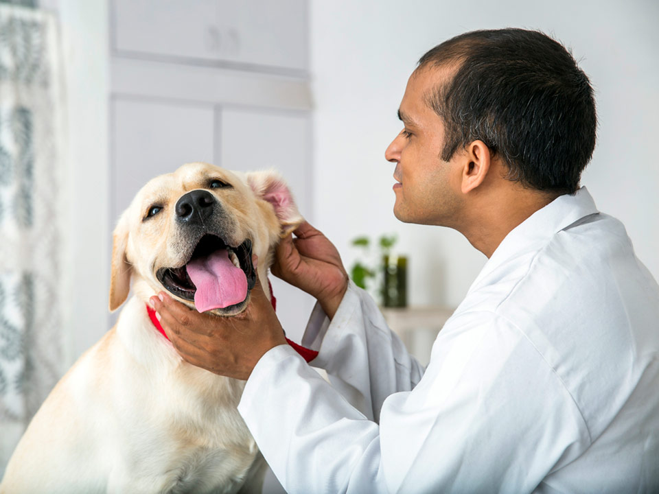 A veterinarian examines the ears of a Yellow Labrador Retriever