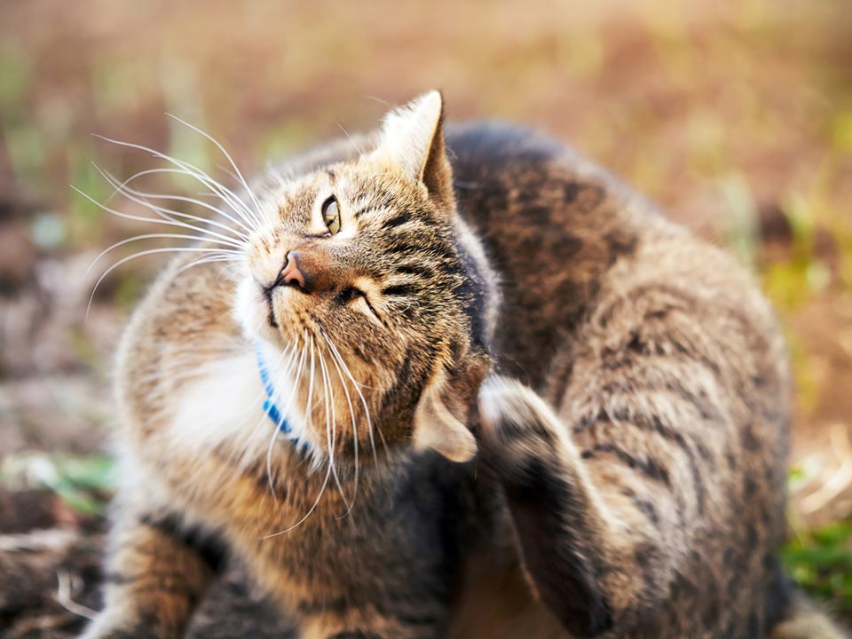 A brown Tabby kitten scratches its ear outside