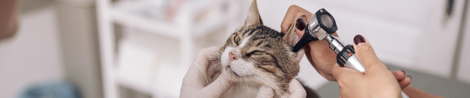 A veterinarian puts an otoscope into a Tabby cat's ear during an exam