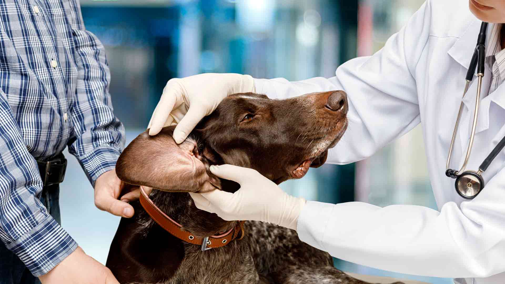 A veterinarian examines a German Shorthaired Pointer's ears