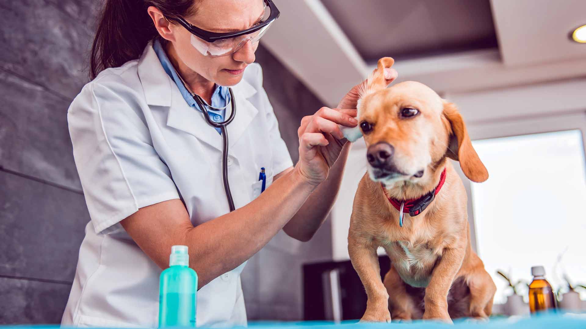 A veterinarian cleaning a dog's ears