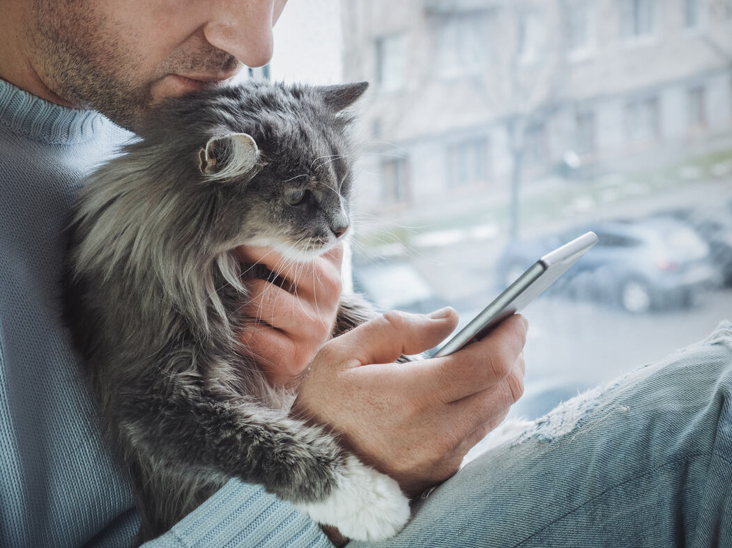 A gray Maine Coon sitting in their owner's lap looking at a phone