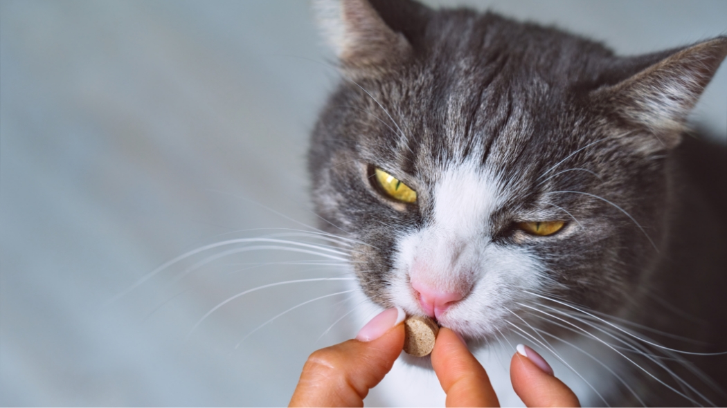 A gray and white cat being fed medicine by their owner