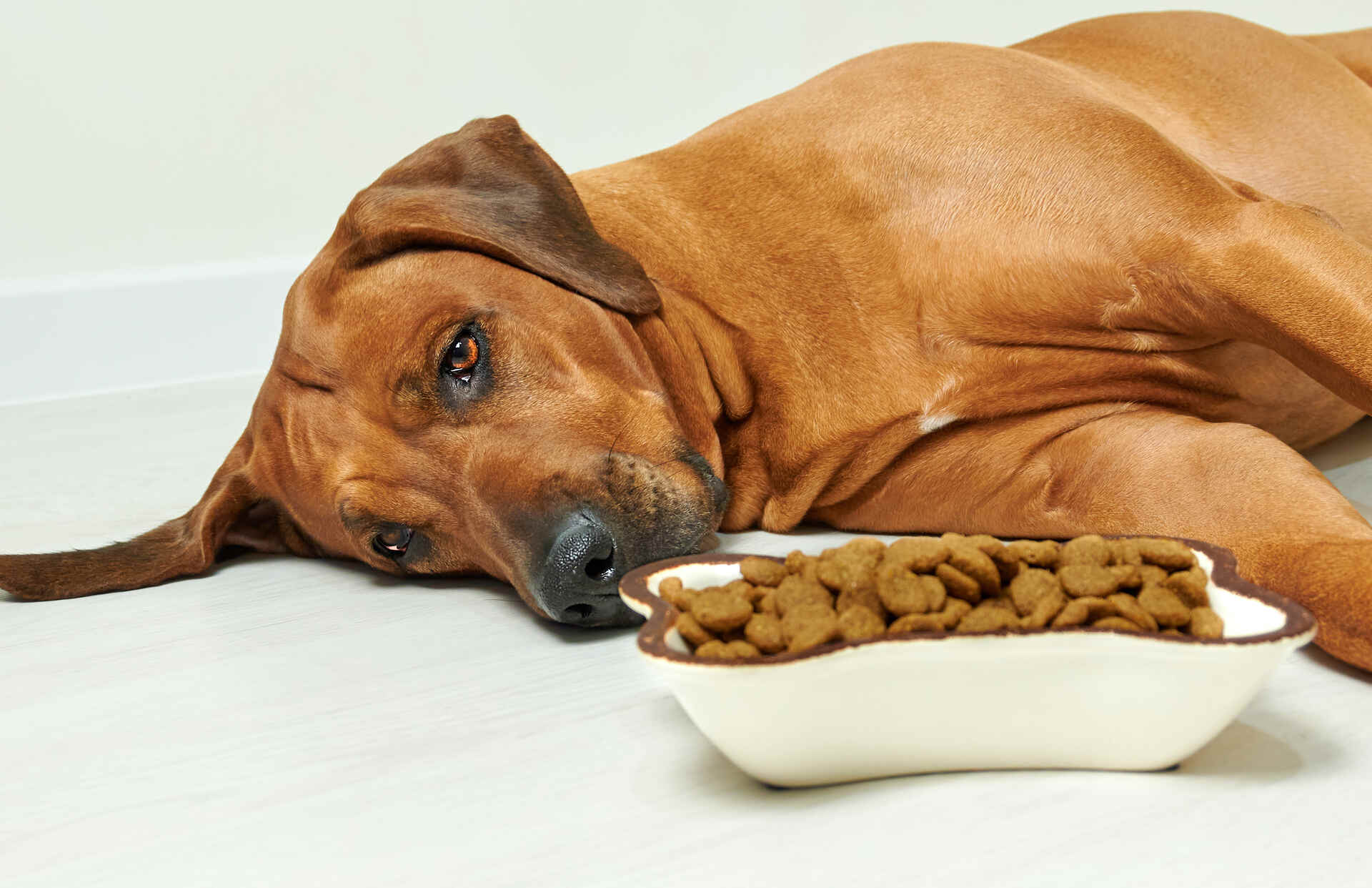 A dog laying next to a bowl of food