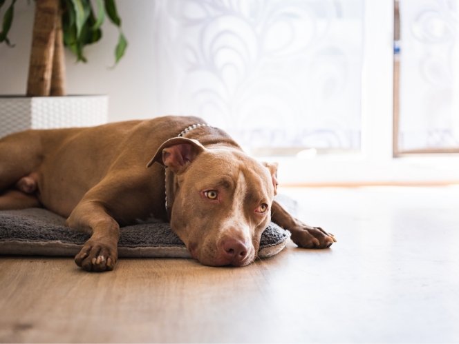 A lethargic brown terrier lying on a pad on the ground