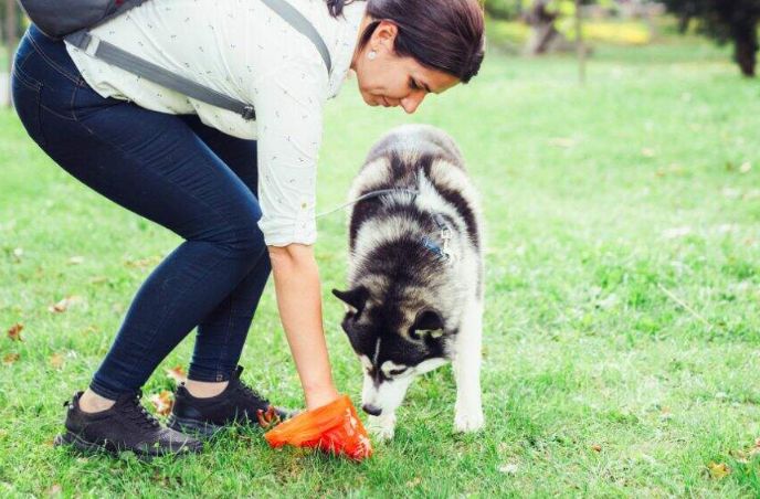 A husky playing frisbee with its owner