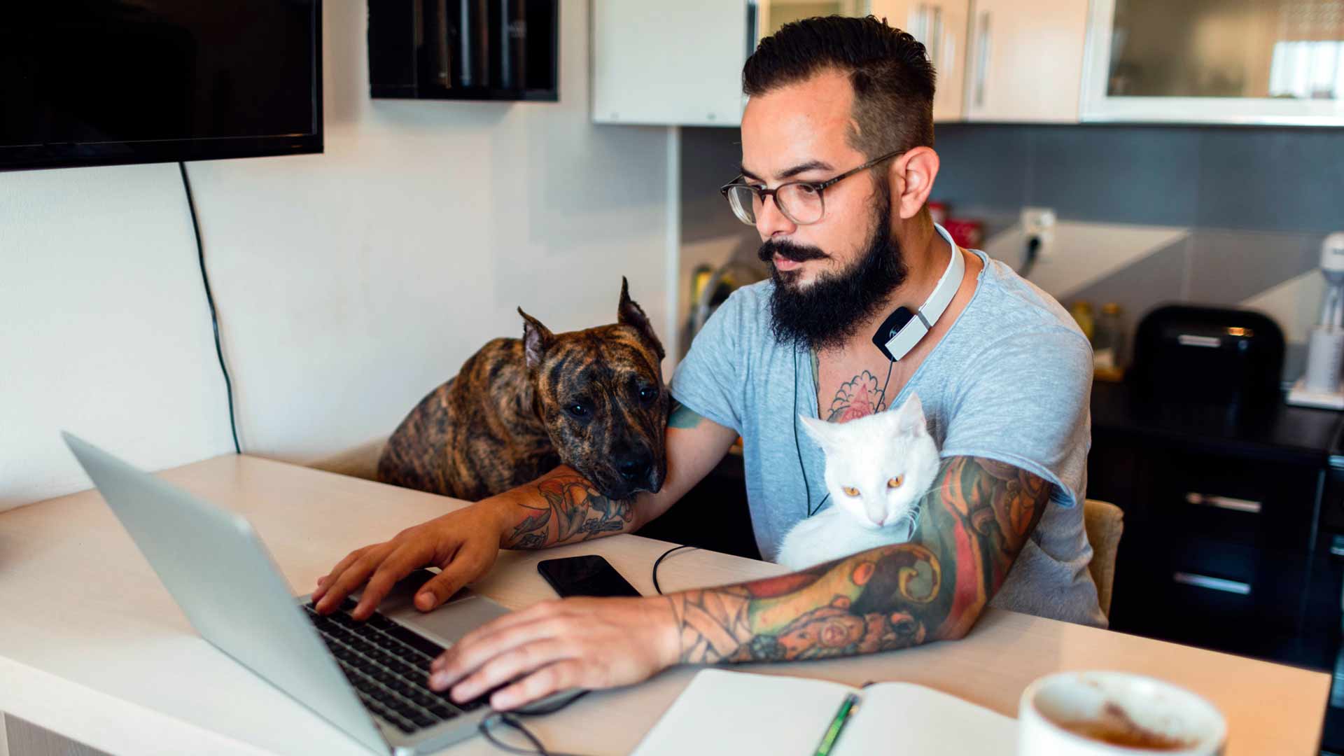 A man works at home on laptop with American Staffordshire terrier and his white on both arms