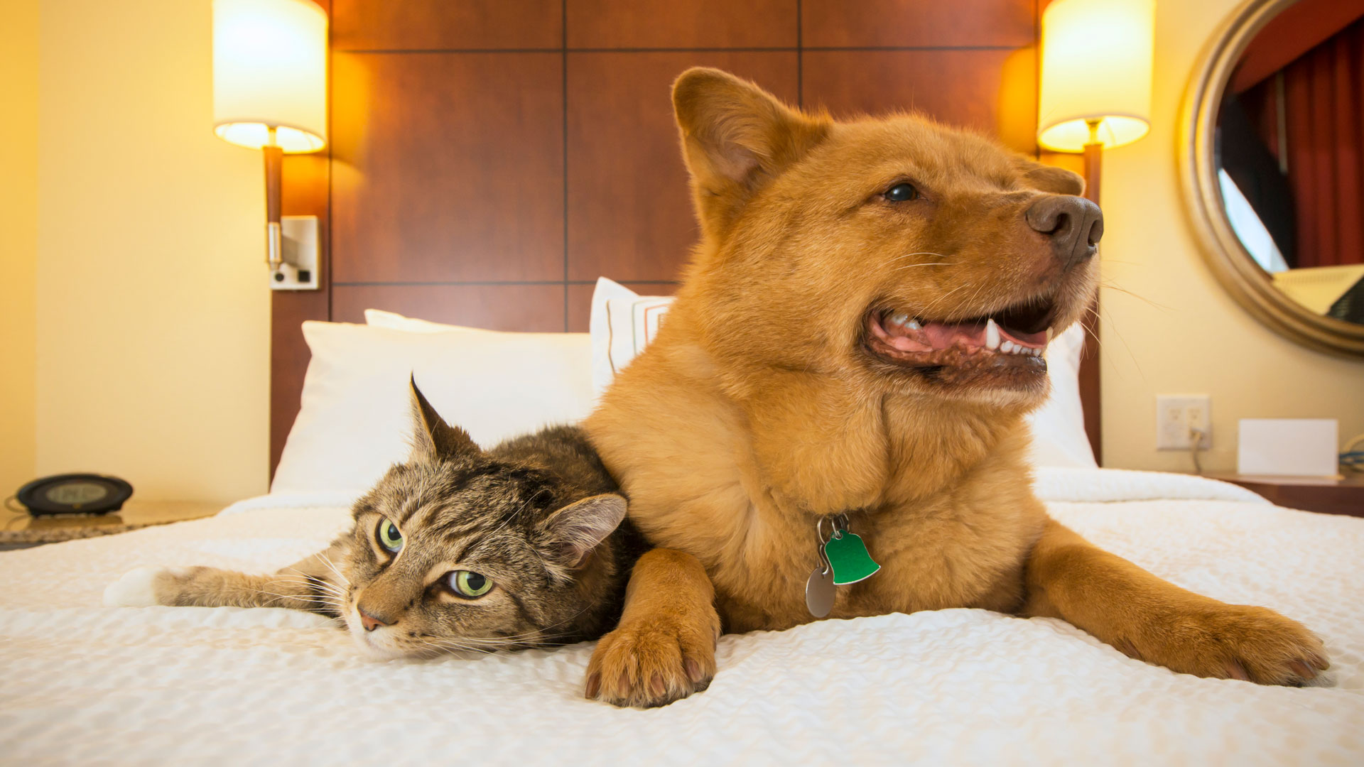 A dog and cat relax together on a bed
