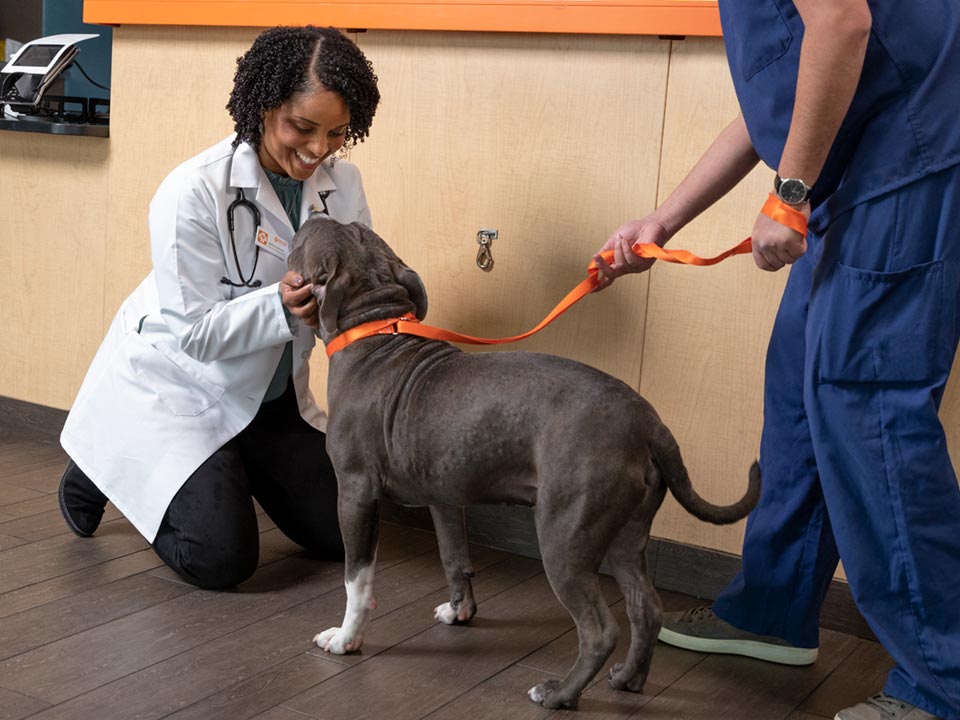 Veterinarian Taneeka Bautista and a veterinary assitant with a Cane Corso