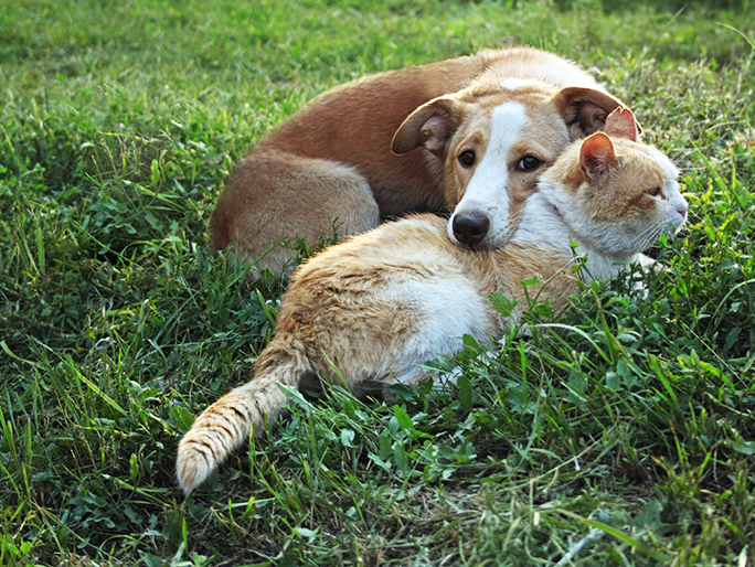 A lethargic brown terrier lying on a pad on the ground